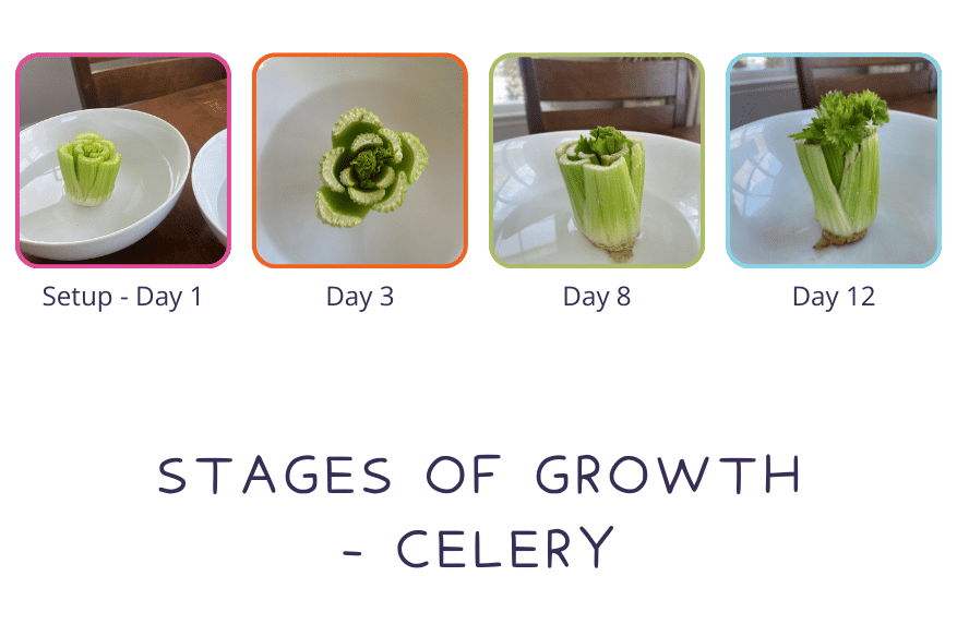 Celery Regrowing celery from kitchen scraps in water—see the progress day by day. | STEMful