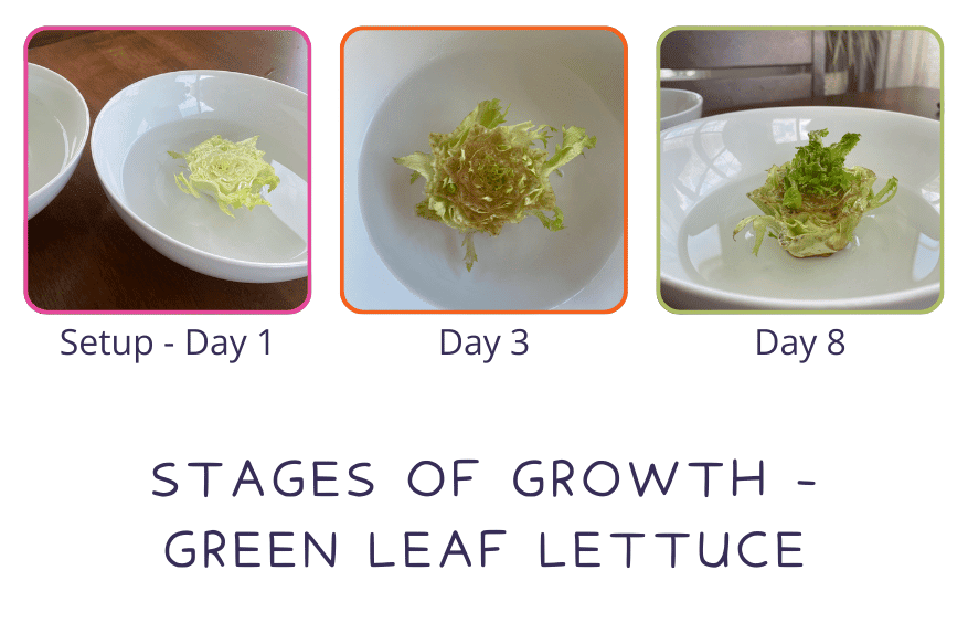 Green Leaf Lettuce How to regrow green leaf lettuce from scraps using water and sunlight. | STEMful