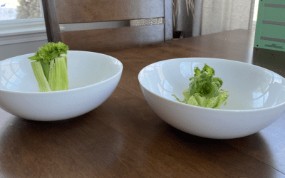 From Scraps to Sprouts: Growing Plants from Kitchen Scraps